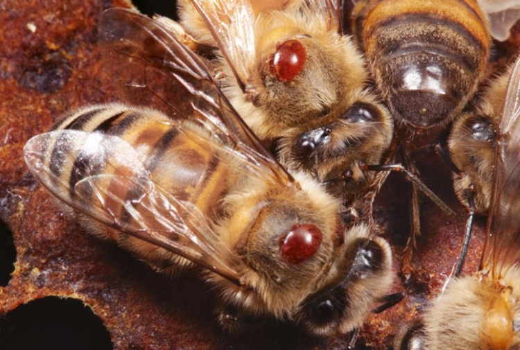 Varroa su ape